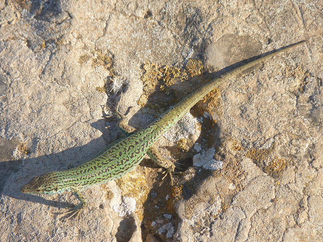 Las 'sargantanes' de Formentera