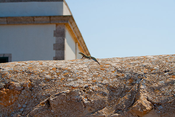 Fauna y flora de Formentera