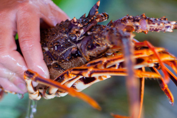 Gastronomía de Formentera: Caldereta de Langosta