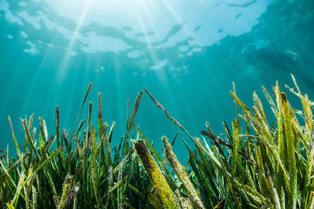 Posidonia oceánica, el bosque submarino de Formentera